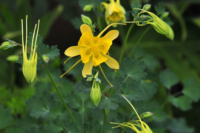 Aquilegia chrysantha, Golden Columbine